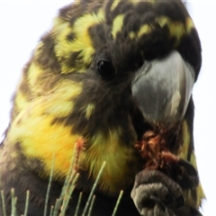 Calyptorhynchus lathami lathami at Marulan, NSW - suppressed