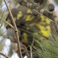 Calyptorhynchus lathami lathami at Marulan, NSW - suppressed
