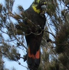 Calyptorhynchus lathami lathami (Glossy Black-Cockatoo) at Marulan, NSW - 3 Jul 2020 by GITM1