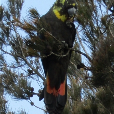 Calyptorhynchus lathami lathami (Glossy Black-Cockatoo) at Marulan, NSW - 3 Jul 2020 by GITM1