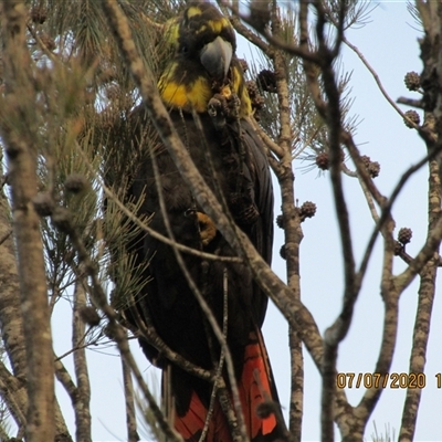 Calyptorhynchus lathami lathami (Glossy Black-Cockatoo) at Marulan, NSW - 7 Jul 2020 by GITM1