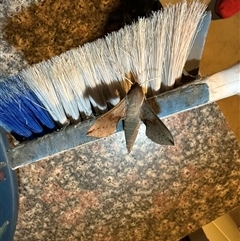 Hippotion scrofa (Coprosma Hawk Moth) at Googong, NSW - 14 Sep 2025 by LouiseSproule