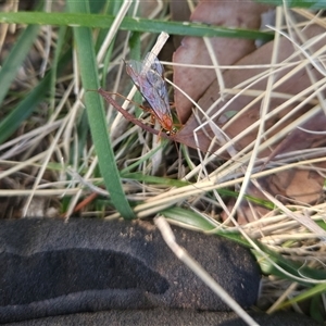 Unverified Wasp (Hymenoptera, Apocrita) at Higgins, ACT - 14 Sep 2025 by Untidy