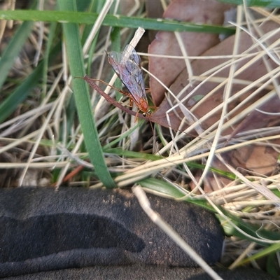 Unverified Wasp (Hymenoptera, Apocrita) at Higgins, ACT - 14 Sep 2025 by Untidy