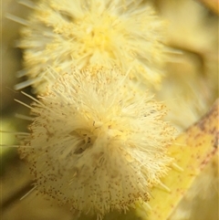 Acacia melanoxylon (Blackwood) at Gungahlin, ACT - 14 Sep 2025 by Hejor1