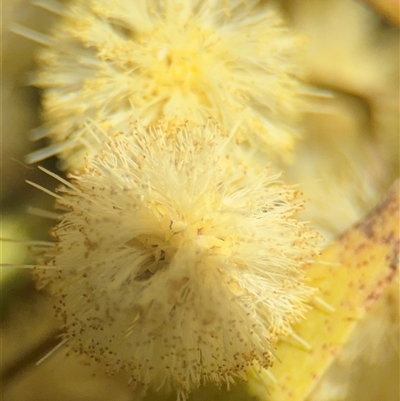 Acacia melanoxylon (Blackwood) at Gungahlin, ACT - 14 Sep 2025 by Hejor1