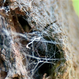 Badumna (genus) (Lattice-web spider) at Gungahlin, ACT - 14 Sep 2025 by Hejor1