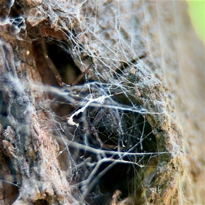 Badumna (genus) (Lattice-web spider) at Gungahlin, ACT - 14 Sep 2025 by Hejor1