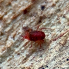Bdellidae sp. (family) (Unidentified Snout Mite) at Gungahlin, ACT - 14 Sep 2025 by Hejor1