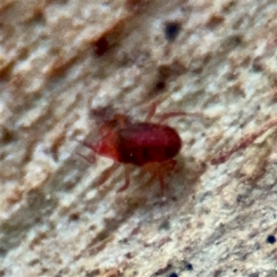 Bdellidae sp. (family) (Unidentified Snout Mite) at Gungahlin, ACT - 14 Sep 2025 by Hejor1