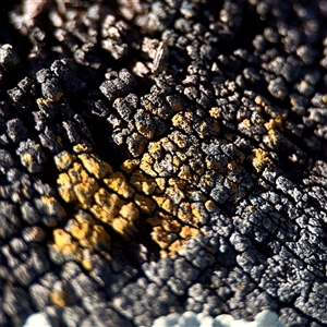 Lichen - crustose at Gungahlin, ACT - 14 Sep 2025 by Hejor1