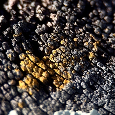 Lichen - crustose at Gungahlin, ACT - 14 Sep 2025 by Hejor1
