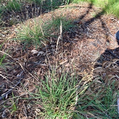 Dactylis glomerata at Gungahlin, ACT - 14 Sep 2025 by Hejor1