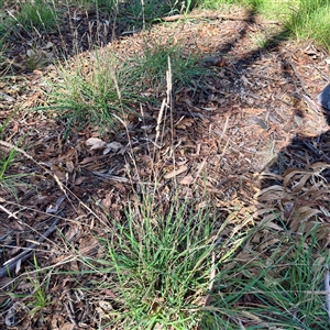 Dactylis glomerata at Gungahlin, ACT - 14 Sep 2025 by Hejor1