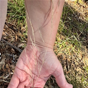 Austrostipa bigeniculata (Kneed Speargrass) at Gungahlin, ACT - 14 Sep 2025 by Hejor1