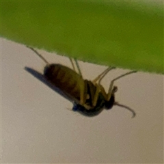 Bibionomorpha (infraorder) (Unidentified Gnat, Gall Midge or March Fly) at Gungahlin, ACT - 14 Sep 2025 by Hejor1