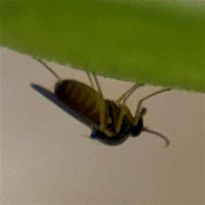 Bibionomorpha (infraorder) (Unidentified Gnat, Gall Midge or March Fly) at Gungahlin, ACT - 14 Sep 2025 by Hejor1