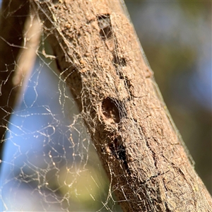 Segestriidae sp (family) (Tube Dwelling Spider) at Gungahlin, ACT - 14 Sep 2025 by Hejor1