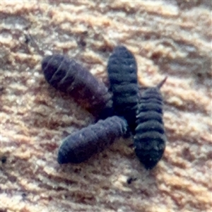 Hypogastrura sp. (genus) (A Springtail) at Amaroo, ACT - 14 Sep 2025 by Hejor1