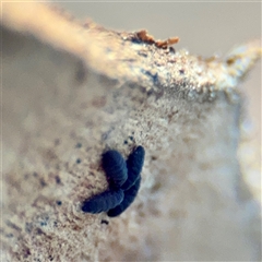 Hypogastrura sp. (genus) at Amaroo, ACT - 14 Sep 2025 03:03 PM