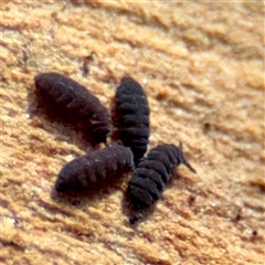 Hypogastrura sp. (genus) at Amaroo, ACT - 14 Sep 2025 03:03 PM