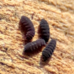 Hypogastrura sp. (genus) at Amaroo, ACT - 14 Sep 2025 03:03 PM