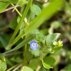 Veronica persica (Creeping Speedwell) at Gungahlin, ACT - 14 Sep 2025 by Hejor1