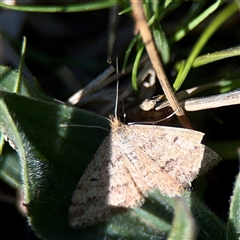Scopula rubraria (Reddish Wave, Plantain Moth) at Gungahlin, ACT - 14 Sep 2025 by Hejor1