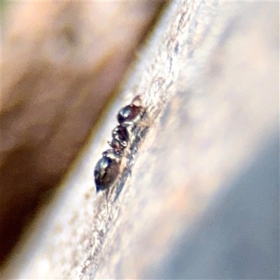Crematogaster sp. (genus) (Acrobat ant, Cocktail ant) at Gungahlin, ACT - 14 Sep 2025 by Hejor1