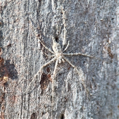 Tamopsis sp. (genus) (Two-tailed spider) at Gungahlin, ACT - 14 Sep 2025 by Hejor1