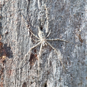 Tamopsis sp. (genus) (Two-tailed spider) at Gungahlin, ACT - 14 Sep 2025 by Hejor1