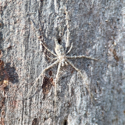 Tamopsis sp. (genus) (Two-tailed spider) at Gungahlin, ACT - 14 Sep 2025 by Hejor1