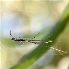 Tetragnatha demissa (Crouching Long-jawed Spider) at Gungahlin, ACT - 14 Sep 2025 by Hejor1