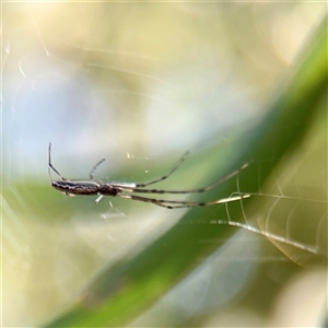 Tetragnatha demissa (Crouching Long-jawed Spider) at Gungahlin, ACT - 14 Sep 2025 by Hejor1