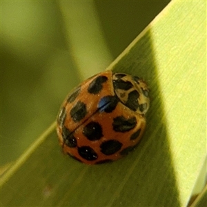 Harmonia conformis (Common Spotted Ladybird) at Gungahlin, ACT - 14 Sep 2025 by Hejor1