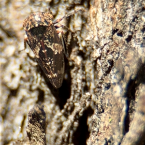 Eurymeloides adspersa (Gumtree hopper) at Gungahlin, ACT - 14 Sep 2025 by Hejor1
