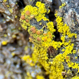 Lichen - foliose at Gungahlin, ACT - 14 Sep 2025 by Hejor1