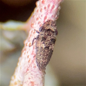 Ledrinae (subfamily) (A Flat-headed Leafhopper) at Gungahlin, ACT - 14 Sep 2025 by Hejor1