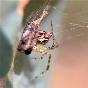 Theridion pyramidale (Tangle-web spider) at Gungahlin, ACT - 14 Sep 2025 by Hejor1
