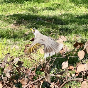 Manorina melanocephala at Gungahlin, ACT - 14 Sep 2025 02:26 PM