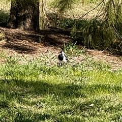 Grallina cyanoleuca (Magpie-lark) at Gungahlin, ACT - 14 Sep 2025 by Hejor1