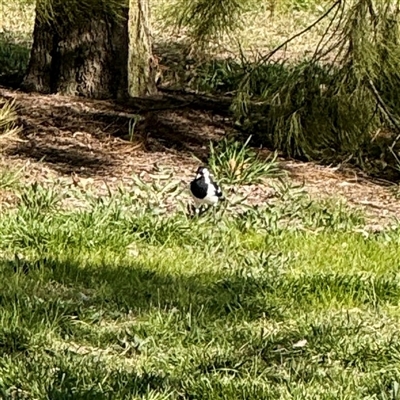 Grallina cyanoleuca (Magpie-lark) at Gungahlin, ACT - 14 Sep 2025 by Hejor1