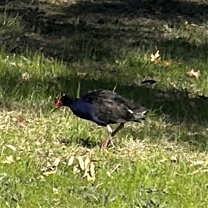 Porphyrio melanotus (Australasian Swamphen) at Gungahlin, ACT - 14 Sep 2025 by Hejor1
