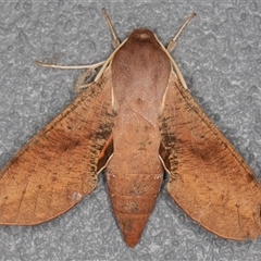 Hippotion scrofa (Coprosma Hawk Moth) at Symonston, ACT - 14 Sep 2025 by rawshorty