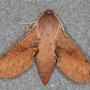Hippotion scrofa (Coprosma Hawk Moth) at Symonston, ACT - 14 Sep 2025 by rawshorty