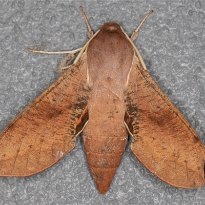 Hippotion scrofa (Coprosma Hawk Moth) at Symonston, ACT - 14 Sep 2025 by rawshorty