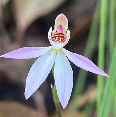 Caladenia carnea (Pink Fingers) at Ulladulla, NSW - 12 Sep 2025 by Clarel
