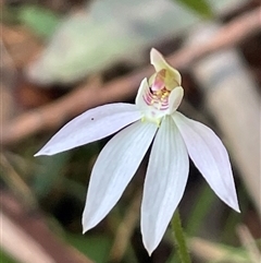 Caladenia carnea (Pink Fingers) at Ulladulla, NSW - 12 Sep 2025 by Clarel
