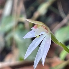 Caladenia carnea at Ulladulla, NSW - suppressed
