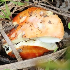 Unverified Fungus at Yackandandah, VIC - 14 Sep 2025 by KylieWaldon